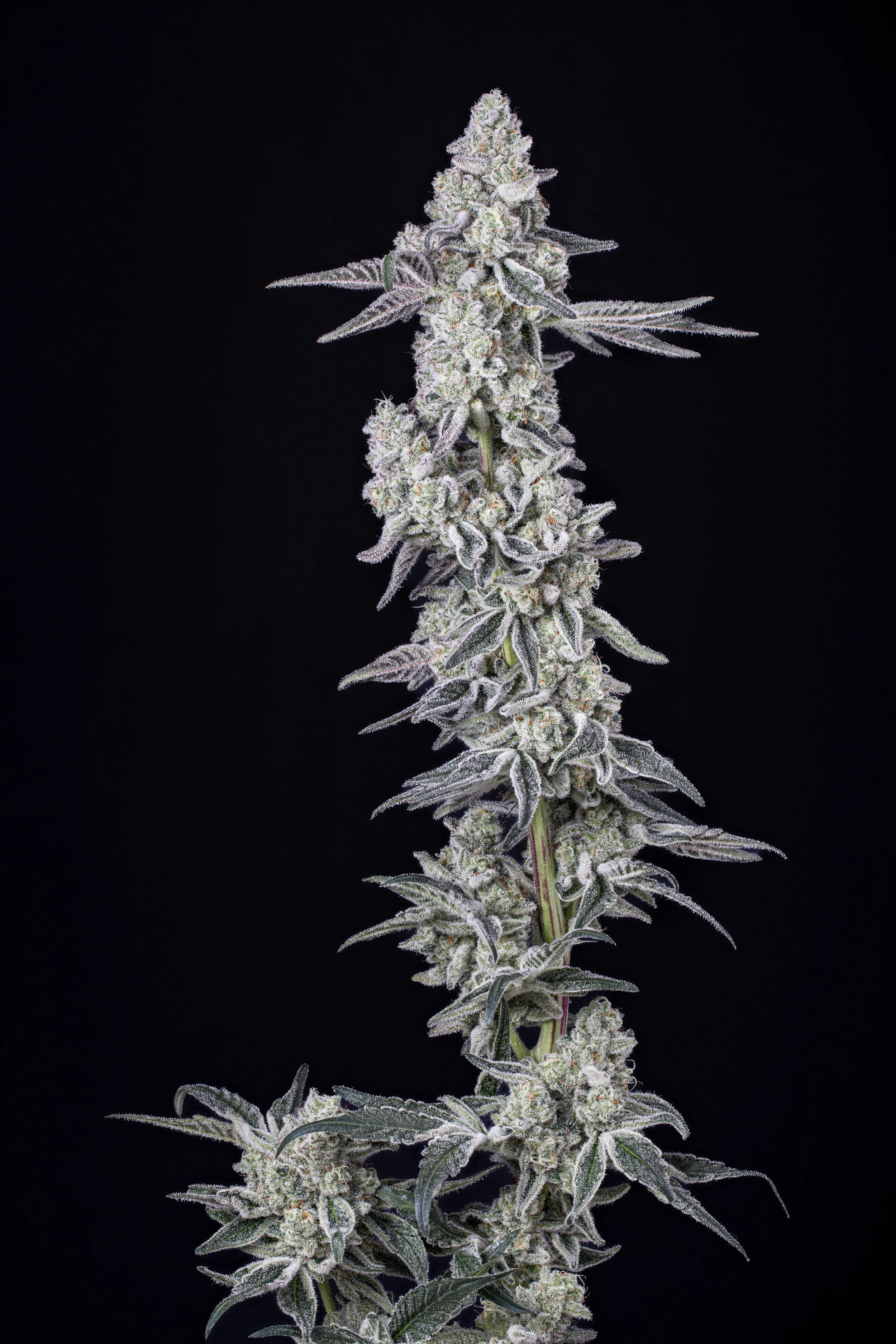Genetics | Tap Root Fields Cannabis